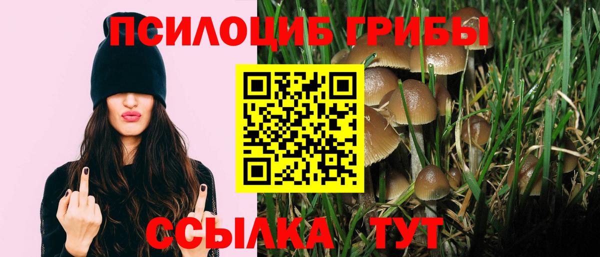 Псилоцибиновые грибы прущие грибы  Липецк  Псилоцибиновые грибы GOLDEN TEACHER 